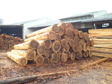 大径木丸太